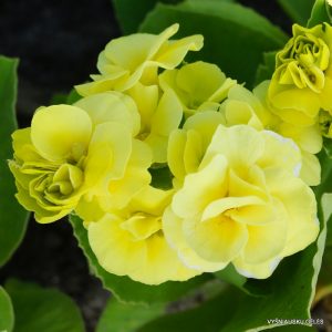 raktazoles-avon-citronella