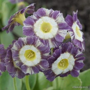 raktazoles-handsome-lass