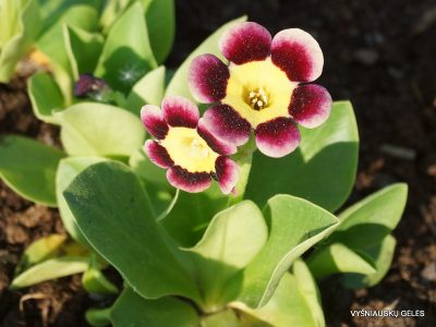 raktazoles-lee-sharpe-2