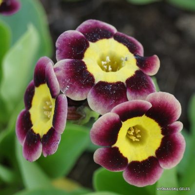 raktazoles-lee-sharpe