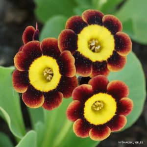 raktazoles-the-sneep