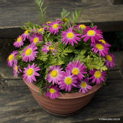 skaistenis-red-dwarf