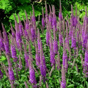 veronikos-purplecious