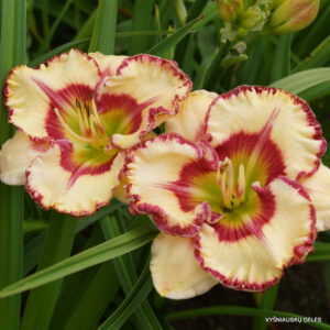 viendienė 'Boitzer Red Diamond Girl'