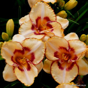 viendienė 'C‘est La Vie'