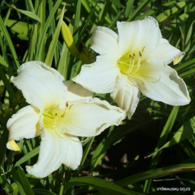 viendienė Dad‘s Best White (2)