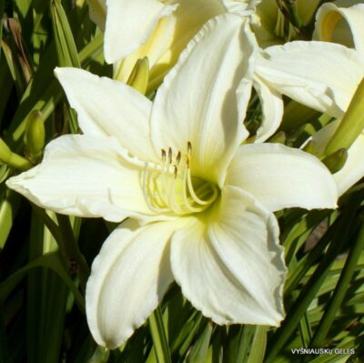 viendienė Dad‘s Best White