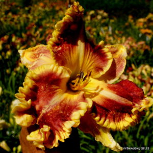 viendienė 'Featuring the Gold'