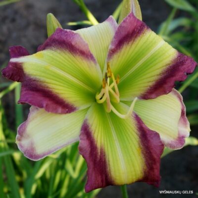 viendienė Star of Kryptonite
