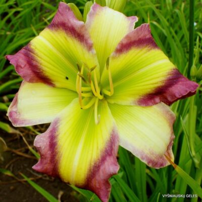viendienė Star of Kryptonite (2)