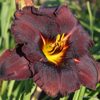 viendienes-black-stockings