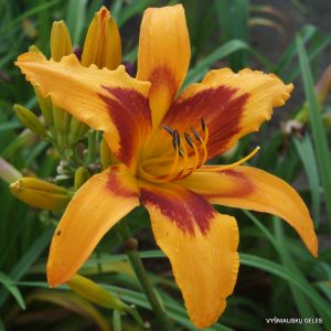 viendienes-heatblast