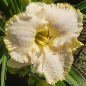 viendienės-Ivory-Titan