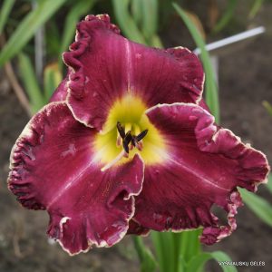 viendienes-marietta-heartbeat