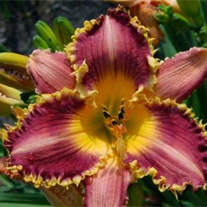 viendienes-mary-lena