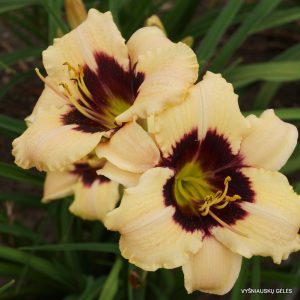 viendienes-moonlit-masquerade