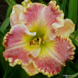 viendienės 'Time Can Not Erase'