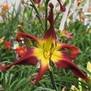 viendienes-websters-aggie