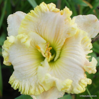 ‘Angels Gather Around’ (2)