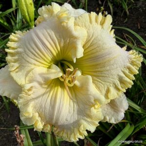 ‘Angels Gather Around’