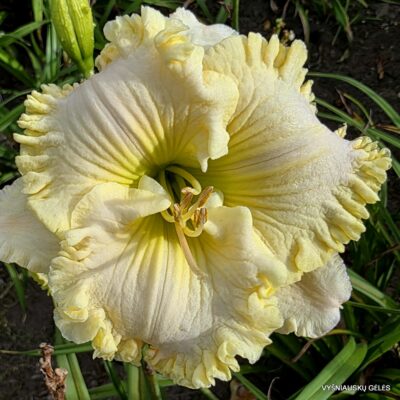 ‘Angels Gather Around’