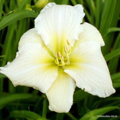 ‘White and Nerdy’ (2)