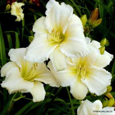 ‘White and Nerdy’