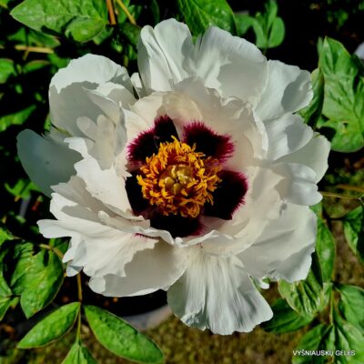 Paeonia suffruticosa (baltas)
