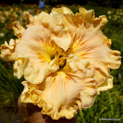 Bonibrae Heartbreaker (2)