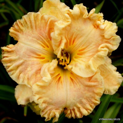 Bonibrae Heartbreaker