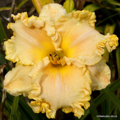 Cornbread and Chicken (2)