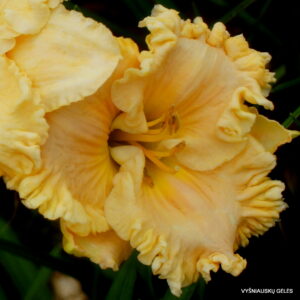 Cornbread and Chicken