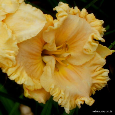 Cornbread and Chicken