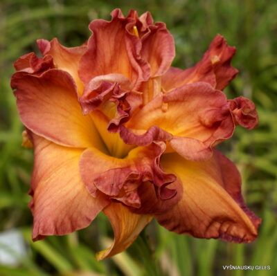 Dinner and a Movie (2)