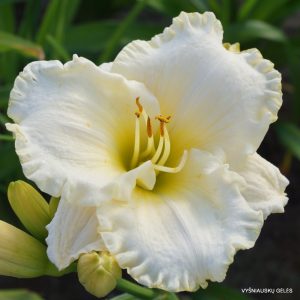 viendienės-Alpine-Snow