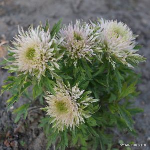 Anemone sylvestris 'Polish Star'