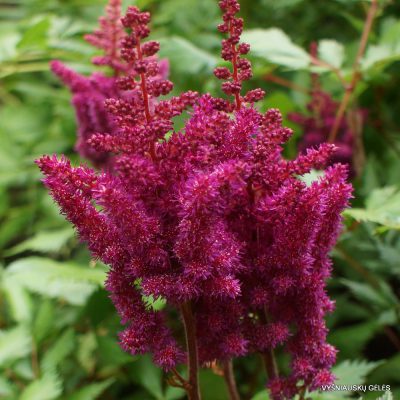 Astilbe ‘Visions in Red'