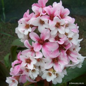 Bergenia ’Britten’