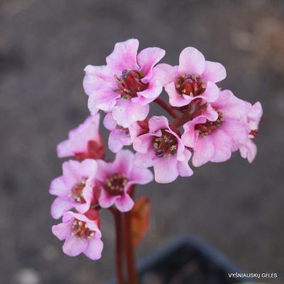 Bergenia ’Flower Joy'