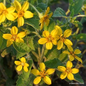 Chrysogonum virginianum