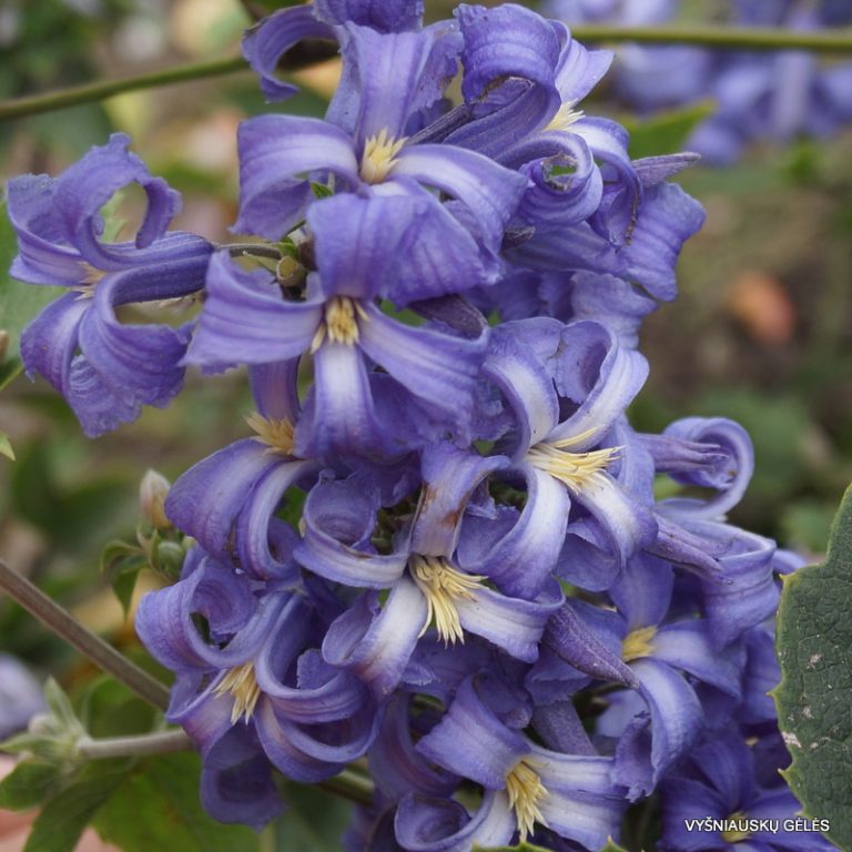 New Love Clematis Shrub