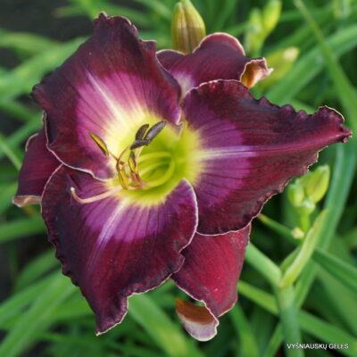 Daylily 'Purple Passion's Promise' (2)