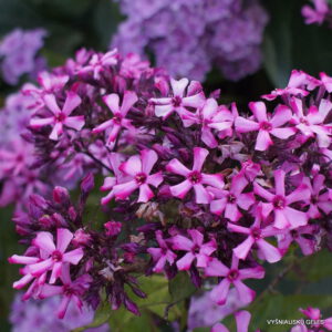 Flioksas ‘Nerazluchniki‘