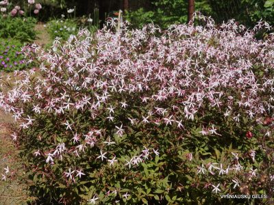 Gillenia trifoliata ‘Pink Profusion’ (2)
