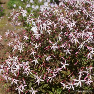 Gillenia trifoliata ‘Pink Profusion’