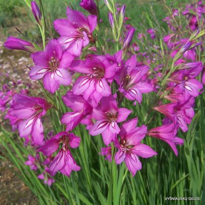 Gladiolus caucasicus