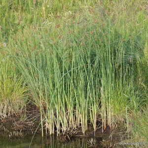Juncus sp.