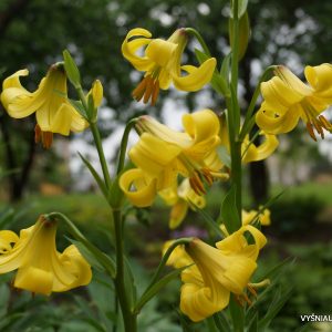 Lilium-monodelphum-3