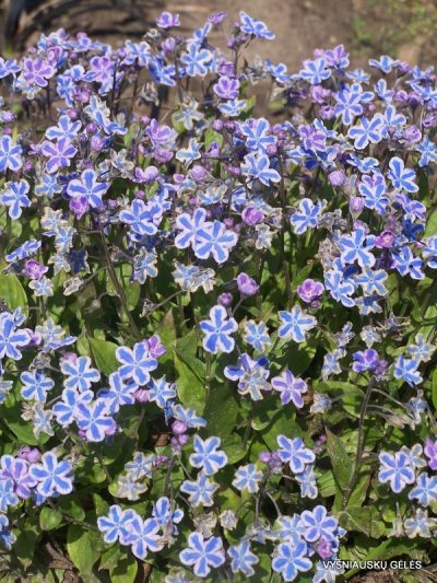 Omphalodes cappadocica 'Starry Eyes' (2)