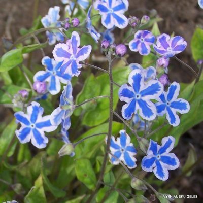 Omphalodes cappadocica 'Starry Eyes'